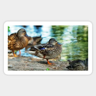 Mallard Duck Standing On One Leg Sticker